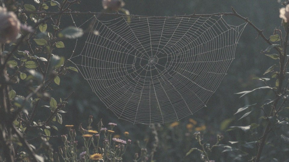 Co symbolizuje duży czarny pająk w kontekście Twojego życia?