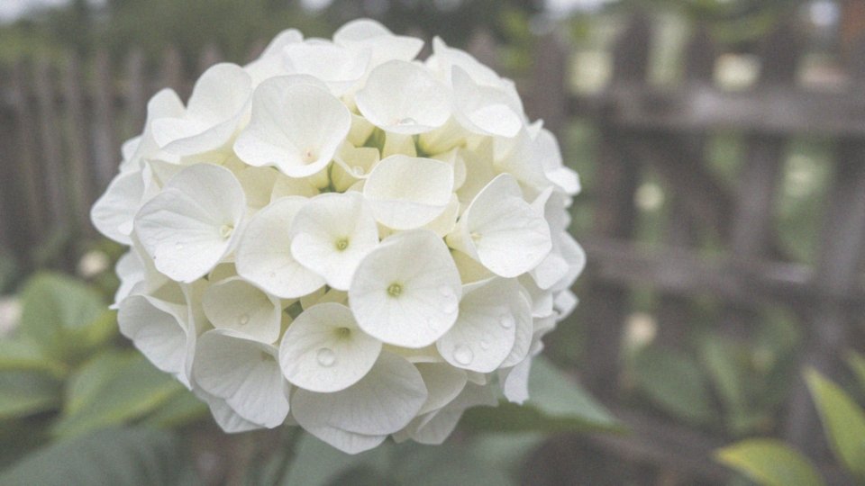 Hortensja Annabelle odmiany – charakterystyka i pielęgnacja