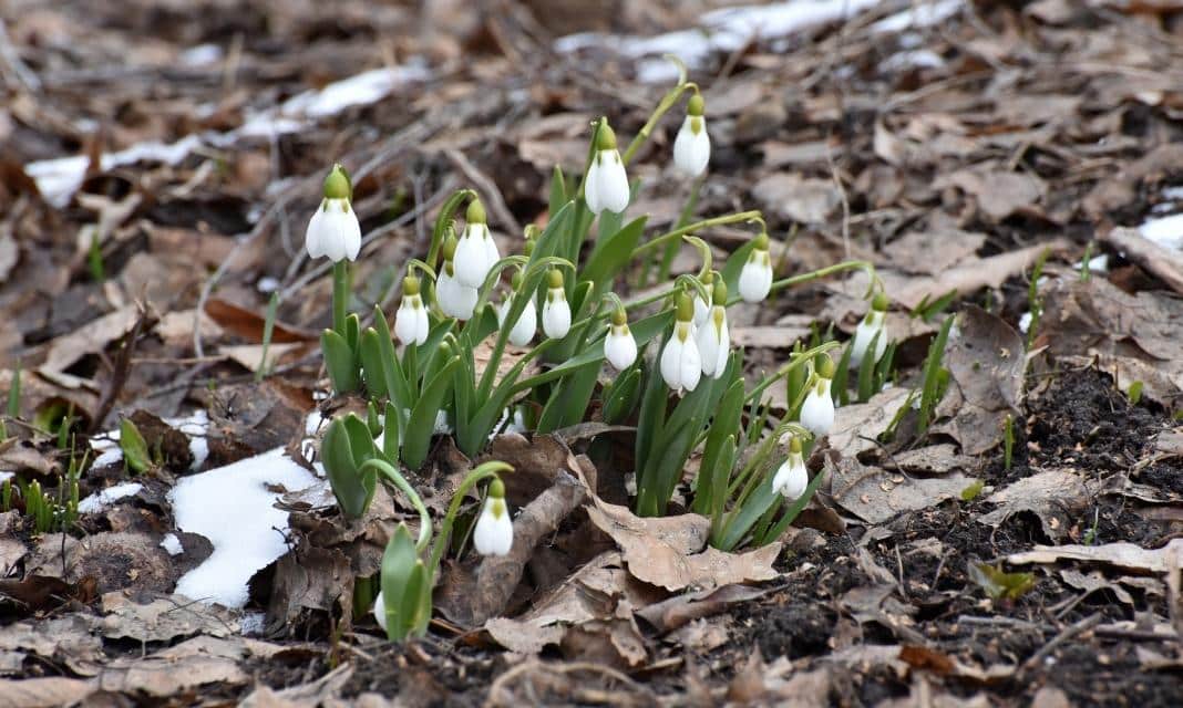 Wiosenne poranki w Piszu: Urok pierwszego dnia w marcu